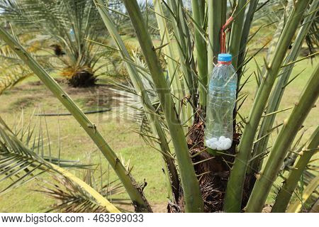 Plastic Bottle With Insect Repellent. Clear Plastic Bottles Filled With White Naphthalene Balls Dang