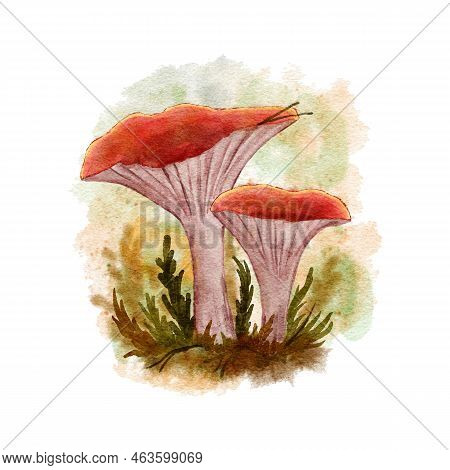 Hand Drawn Watercolor Forest Mushroom, Edible Poisonous Fungi In Wood Woodland. Autumn Fall Nature D