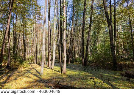 Autumn Forest Landscape. Photographed With A Smartphone.