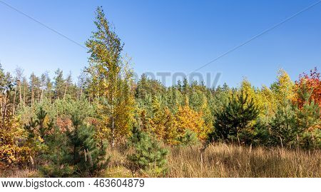 Autumn Forest Landscape. Photographed With A Smartphone.