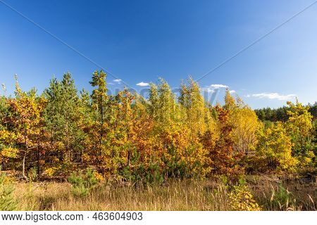 Autumn Forest Landscape. Photographed With A Smartphone.
