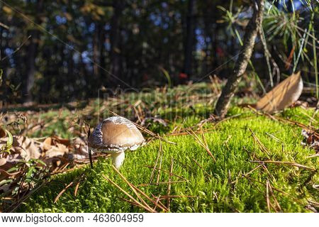 Autumn Forest Landscape. Photographed With A Smartphone.