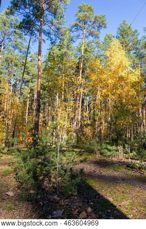 Autumn Forest Landscape. Photographed With A Smartphone.