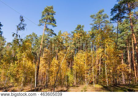 Autumn Forest Landscape. Photographed With A Smartphone.