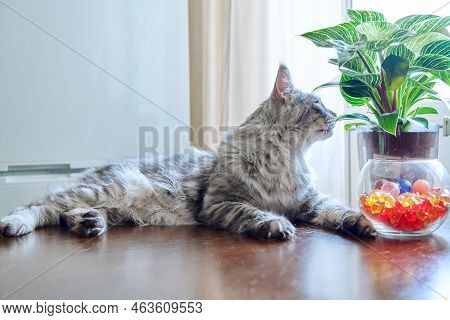 Relaxed Gray Cat Lying At Home Near A Houseplant, Profile View, Looking Out The Window