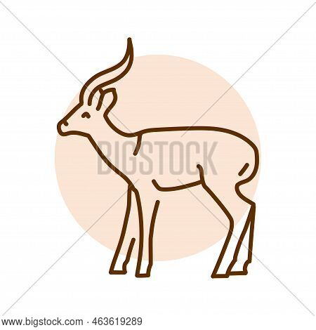 Gazelle Color Line Illustration. Animals Of Australia