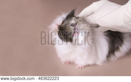 The Guinea Pig Shows The Teeth To The Doctor. The Doctor Strokes The Pet With His Hand Glove. The Id