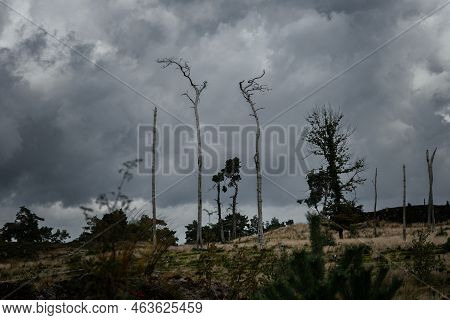 Creepy Landscape With Dead Trees. Atmospheric Spooky Photo