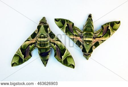 Green Butterfly Isolated On White. Beautiful Malachite Emerald Moth Daphnis Nerii Macro, Close Up, C