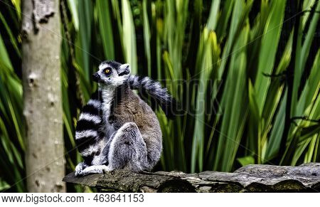 Ring-tailed Lemur (lemur Catta) Is A Large Strepsirrhine Primate Known As Maky, Maki Or Hira - Tsima