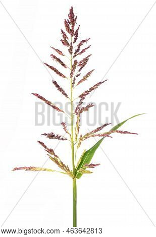Johnson Grass Flowers Isolated On A White Background