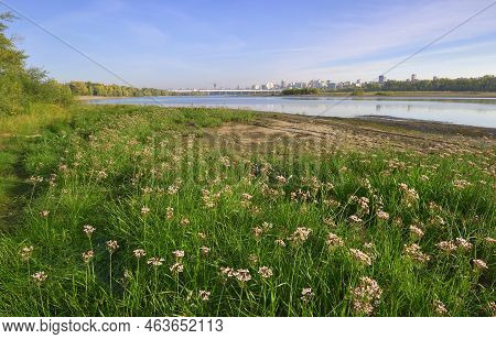 Flowers On The Banks Of The Ob. Morning Over The Waters Of The River, A Big City With Bridges On The
