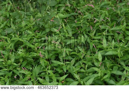 Creeping Smartweed Flowers. Polygonaceae Annual Weed. From June To November, Reddish-purple Florets 