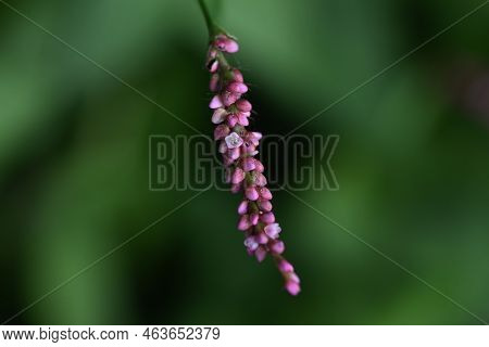 Creeping Smartweed Flowers. Polygonaceae Annual Weed. From June To November, Reddish-purple Florets 