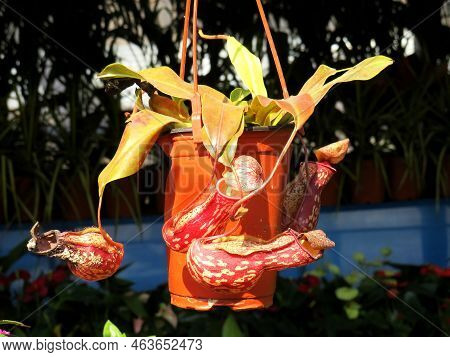 Beautiful Orchid Image, The Orchid Plant Is In A Hanging Tub, And The Tree Is Blooming. Image Taken 
