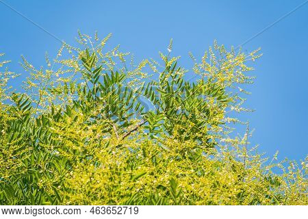 Acacia Branch Robinia Pseudoacacia Is Abundant Blooming With White Flowers. False Acacia. Robinia Le