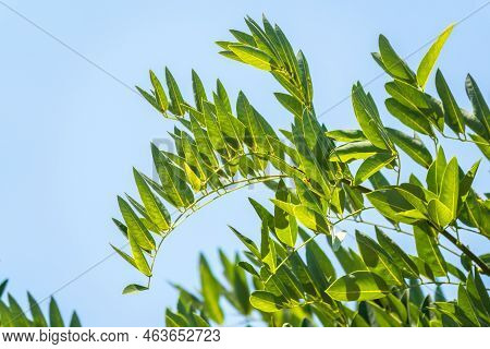 Robinia Leaves, Robinia Pseudoacacia, In Summer. Fresh Green Foliage Of Black Locust Or False Acacia