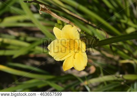 Daylily Stella De Oro Flowers In The Garden