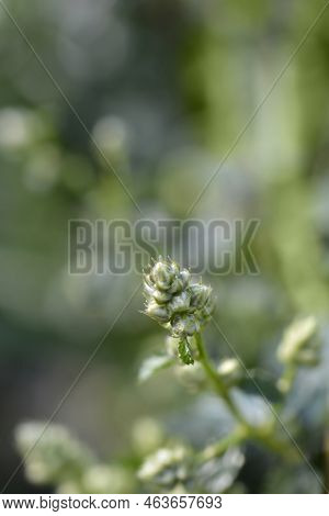 Creeping Blue Blossom Flower Buds In The Spring