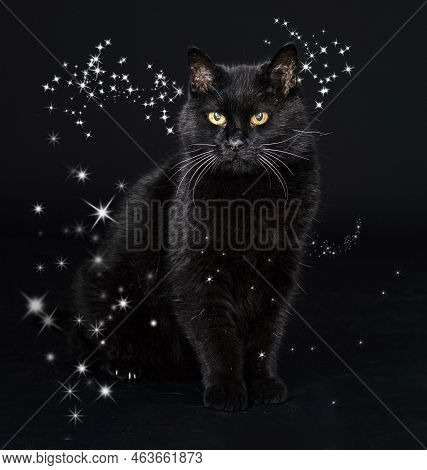 Black Cat In Front Of Black Background