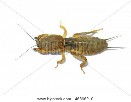 Mole cricket.