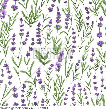 Lavender Pattern With Purple Flowers And Leaf. Seamless Floral Background, Repeating Print. Botanica