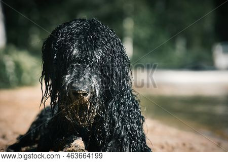 Portrait Of A Goldendoodle Dog. The Dog Is Lying On The Beach With Wet Curly Long Black Light Brown 