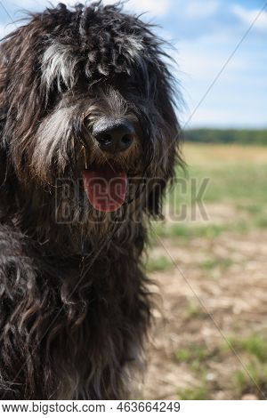 Portrait Of A Goldendoodle Dog. Fluffy, Curly, Long, Black Light Brown Fur. Intimate Family Dog. Int