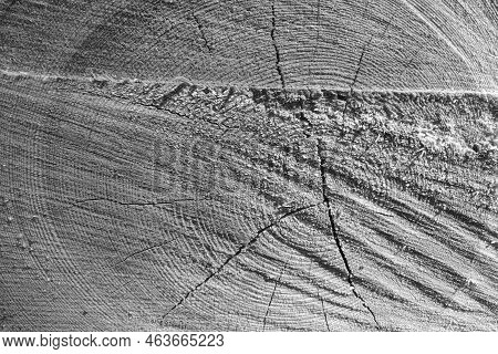 Black And White Photo. Close-up Of A Tree Trunk Cut