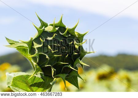 Close Up Young Sunflower The Flower Is Not Fully Grown In The Field And Blur Background.small Depth