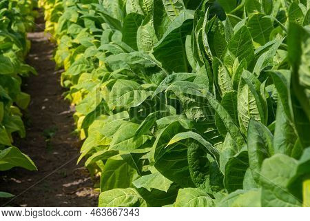 Green Leaf Tobacco In A Blurred Tobacco Field Background, Close Up. Tobacco Big Leaf Crops Growing I