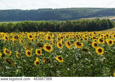 Agricultural Field With Young Sunflower At The Beginning Of Flowering