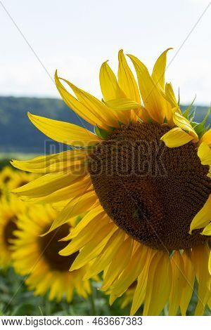 Agricultural Field With Young Sunflower At The Beginning Of Flowering