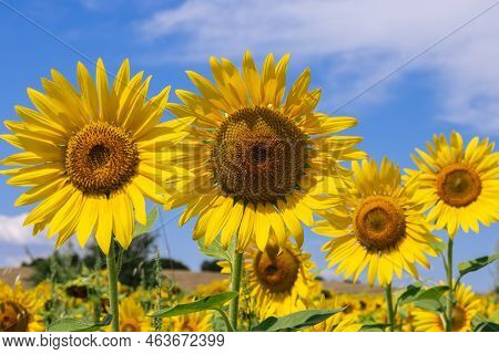 Each Sunflower (helianthus Annuus) Is Actually Thousands Of Teeny Flowers, And Each Of Them Becomes 