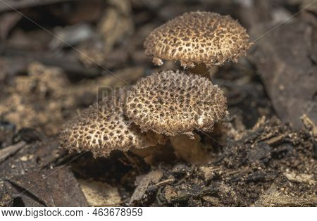 Umbrella Girlish Macrolepiota Puellaris Mushroom In The Forest