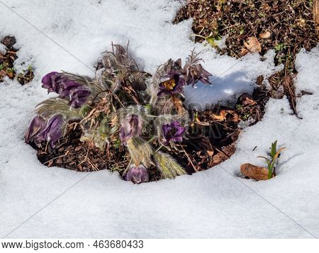 Close-up Shot Of Purple Spring Flower Pasqueflower (pulsatilla X Gayeri Simonk.) With Yellow Center 
