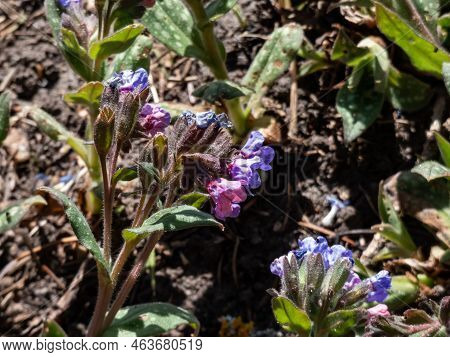 Close-up Shot Of The Bethlehem Sage Or Lungwort (pulmonaria Saccharata Mill.) 'mrs. Moon' Flowering 