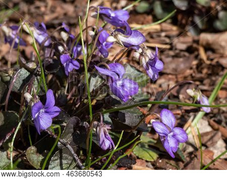 Alpine, American Dog Or Labrador Violet (viola Labradorica) 'purpurea' With Purple, Heart-shaped Lea