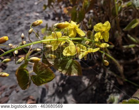 The Barrenwort (epimedium Perralichicum) 'frohleiten' Flowering With Clusters Of Bright Yellow Flowe