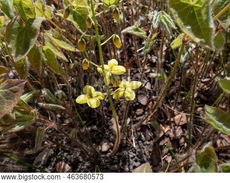 The Barrenwort (epimedium Perralichicum) 'frohleiten' Flowering With Clusters Of Bright Yellow Flowe