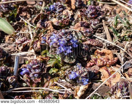 Macro Shot Of Ground Cover Pyramidal Bugle (ajuga Pyramidalis) 'purple Crispa' With The Pale Blue-vi