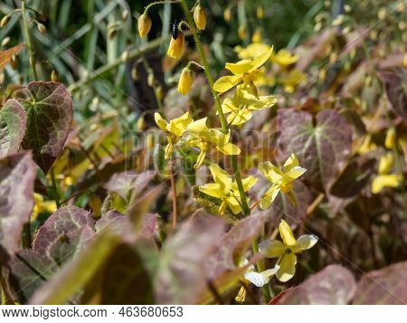 The Barrenwort (epimedium Perralichicum) 'frohleiten' Flowering With Clusters Of Bright Yellow Flowe