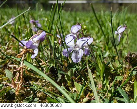 Close-up Shot Of The Common Dog-violet Or Wood Violet (viola Riviniana) With Dark Green, Heart Shape