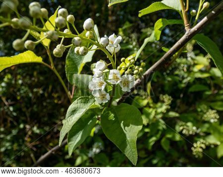 Close-up Shot Of White Flowers Of Small Tree The Bird Cherry, Hackberry, Hagberry Or Mayday Tree (pr