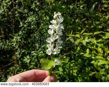 Hand Holding White Flowers Of The Bird Cherry, Hackberry, Hagberry Or Mayday Tree (prunus Padus). Fr