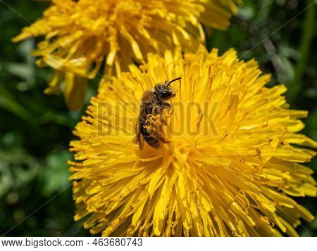 Macro Shot Of A Single Bee Covered With Yellow Pollen On A Yellow Dandellion Flower (lion's Tooth) F