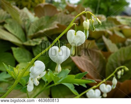 White Bleeding Heart (dicentra Spectabilis) 'alba' With Divided, Light Green Foliage And Arching Spr