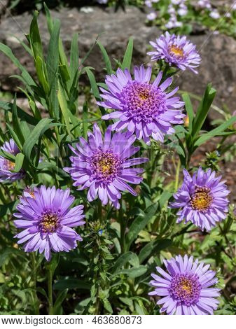 Close Up Shot Of The Alpin Aster Or Blue Alpine Daisy (aster Alpinus) Flowering With Large Daisy-lik
