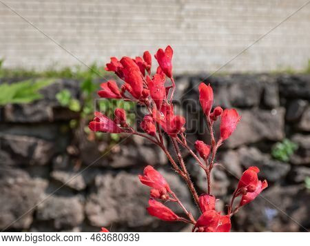 Red Coral Bells (heuchera Sanguinea) 'splendens' Form A Low Mound Of Rounded Deep-green Leaves, Bear