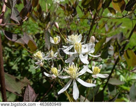 Purple Ground Clematis (clematis Recta Var. Atropurpurea). Leaves Emerge Purple And Fade To Dark Gre